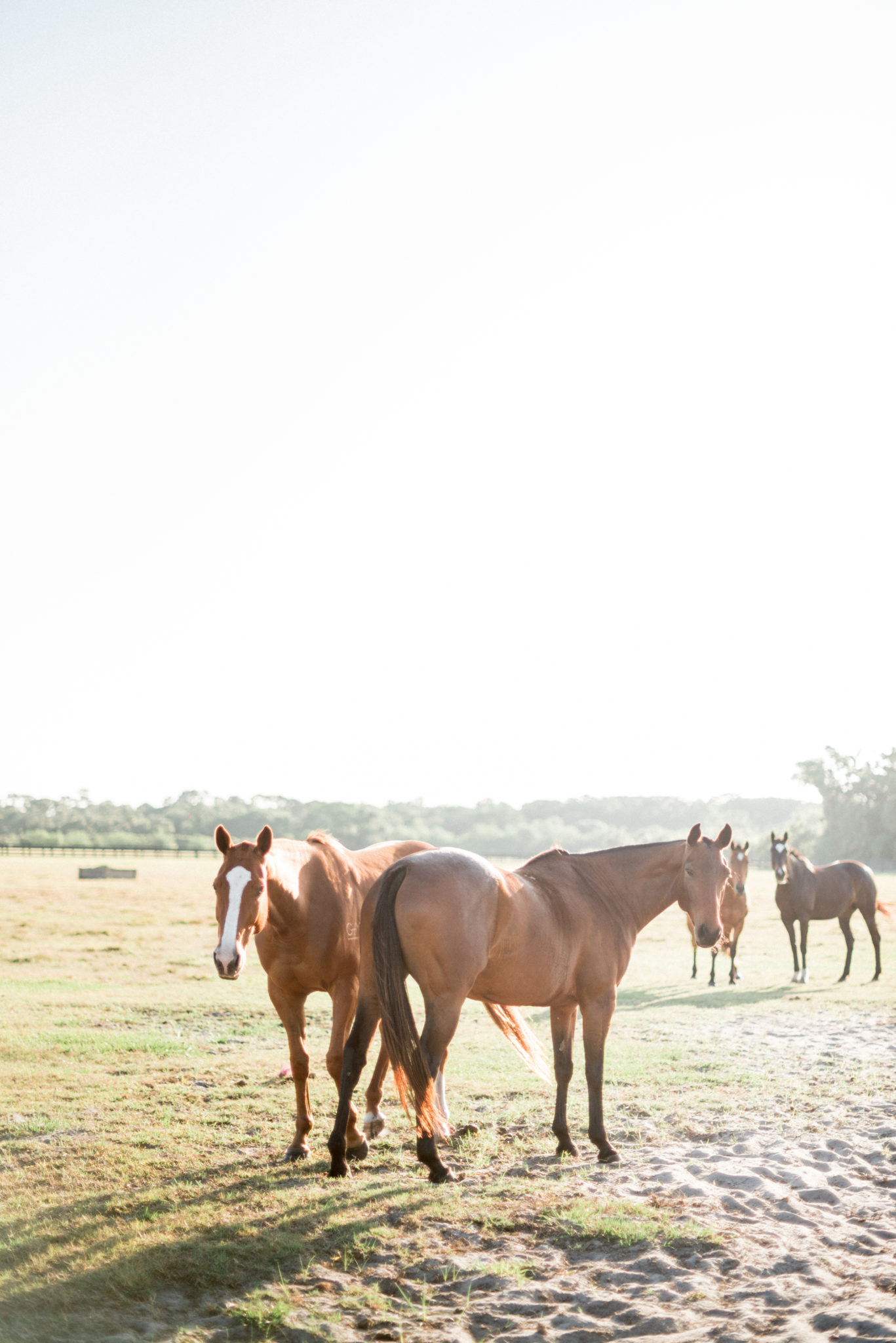south florida horse photographer